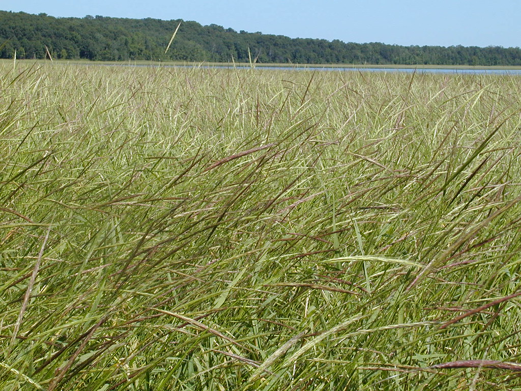 Wild Riceing Wild Rice Processing - Finland Food Chain